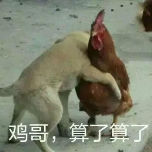 福清鸡哥爆料视频曝光事件,揭秘事件背后真相