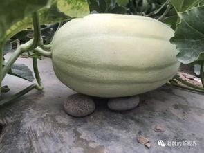 吃瓜找双娟,双娟背后的故事与真相