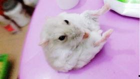 给小仓鼠吃瓜酱,小仓鼠的甜蜜瓜酱美食之旅