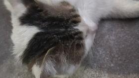 猫吃瓜辣椒的反映,瓜果中的辣味冒险