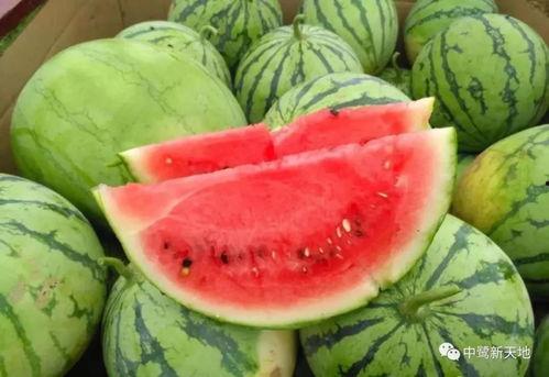 服务区吃瓜,揭秘旅途中的美食诱惑