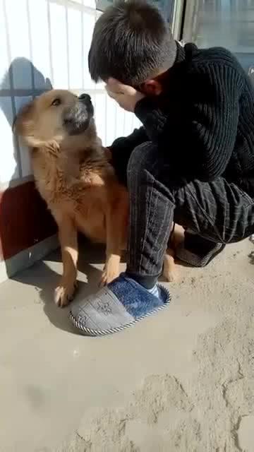 网红老狗有孩子了吗视频,揭秘宠物星爸的育儿日常