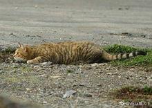 今日头条野猫视野,探寻自然生态中的神秘猫科动物