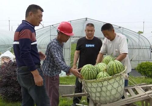 吴江吃瓜群众,揭秘当地独特饮食文化