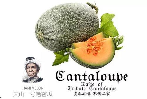 推荐无cp吃瓜,无CP吃瓜指南，带你领略幕后风云