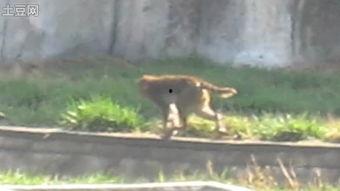 天津动物园爆料视频最新,神秘动物亮相引围观！