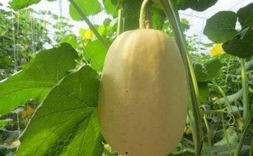 儿童吃金丝角瓜视频,萌态可掬的美食体验