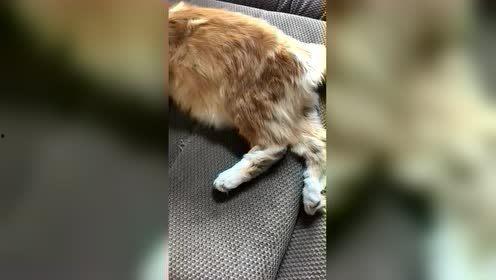 头条小宠物泡澡,温馨瞬间定格幸福时光